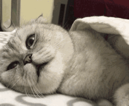 2還想再睡5分鐘.gif